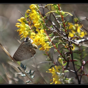 Photographie n°269974 du taxon Odontites luteus subsp. luteus