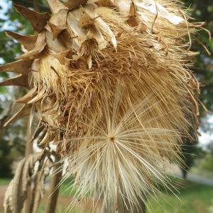 Photographie n°270013 du taxon Silybum marianum (L.) Gaertn. [1791]