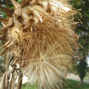 Photographie n°270014 du taxon Silybum marianum (L.) Gaertn. [1791]