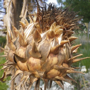 Photographie n°270015 du taxon Silybum marianum (L.) Gaertn. [1791]