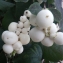  Liliane Roubaudi - Symphoricarpos racemosus Michx. [1803]