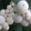  Liliane Roubaudi - Symphoricarpos racemosus Michx. [1803]