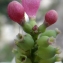  Liliane Roubaudi - Symphoricarpos racemosus Michx. [1803]