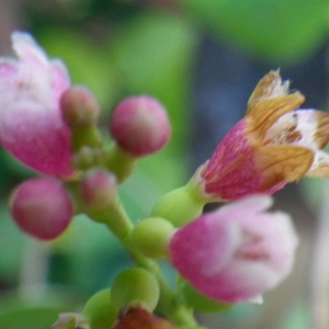 Symphoricarpos albus subsp. albus var. laevigatus (Fernald) S.F.Blake