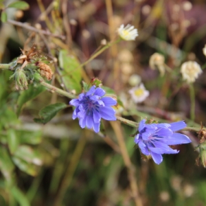 Photographie n°270034 du taxon Cichorium intybus L. [1753]