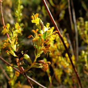 Photographie n°270049 du taxon Odontites luteus subsp. luteus