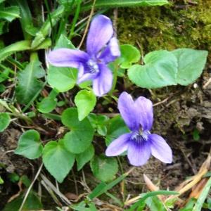 Photographie n°270052 du taxon Viola canina subsp. canina