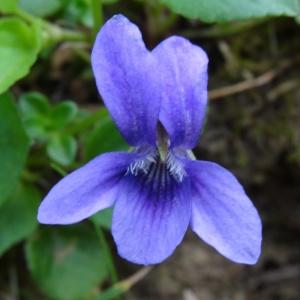 Photographie n°270053 du taxon Viola canina subsp. canina