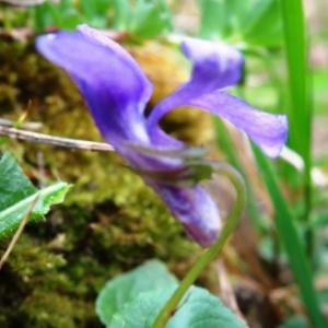 Photographie n°270056 du taxon Viola canina subsp. canina