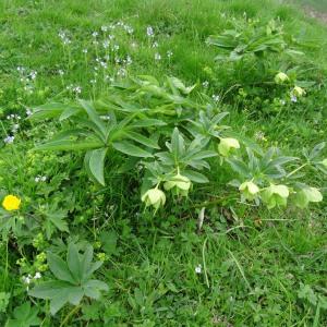 Photographie n°270058 du taxon Helleborus viridis subsp. viridis