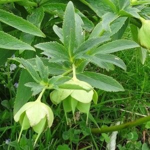 Photographie n°270059 du taxon Helleborus viridis subsp. viridis