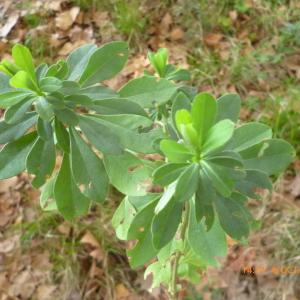 Photographie n°270092 du taxon Euphorbia amygdaloides L. [1753]