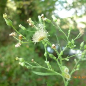 Photographie n°270101 du taxon Erigeron sumatrensis Retz. [1810]