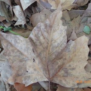 Photographie n°270116 du taxon Platanus x hispanica Mill. ex Münchh. [1770]