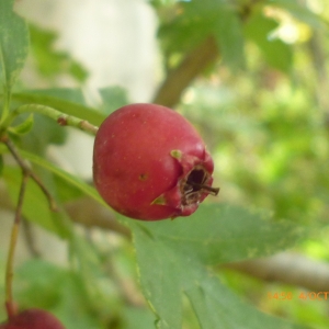 Photographie n°270124 du taxon Crataegus monogyna Jacq. [1775]