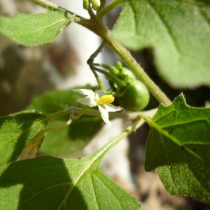 Photographie n°270136 du taxon Solanum villosum Mill. [1768]