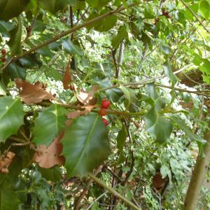 Photographie n°270138 du taxon Ilex aquifolium L.