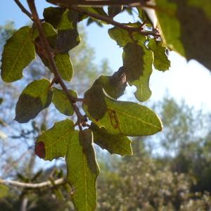 Photographie n°270166 du taxon Quercus ilex L. [1753]