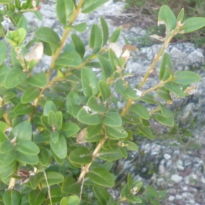 Photographie n°270177 du taxon Buxus sempervirens L.