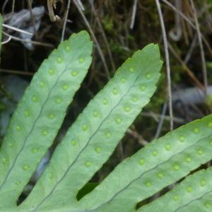  - Polypodium interjectum Shivas [1961]