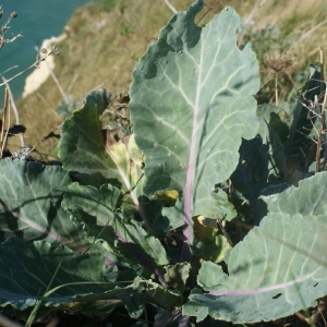 Photographie n°270201 du taxon Brassica oleracea L. [1753]