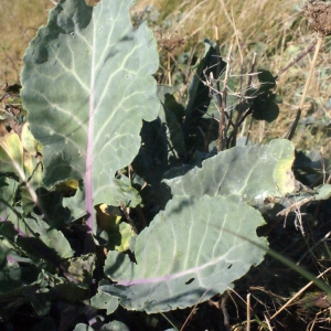  - Brassica oleracea L. [1753]