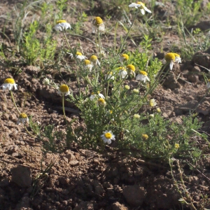 Photographie n°270214 du taxon Matricaria chamomilla L. [1753]