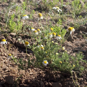 Photographie n°270215 du taxon Matricaria chamomilla L. [1753]