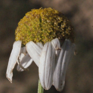 Photographie n°270226 du taxon Matricaria chamomilla L. [1753]