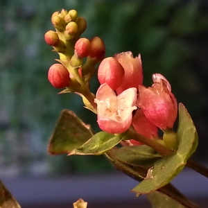 Photographie n°270252 du taxon Symphoricarpos albus subsp. albus