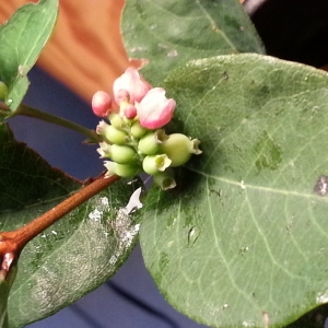  - Symphoricarpos albus subsp. albus
