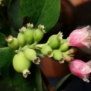  - Symphoricarpos albus subsp. albus