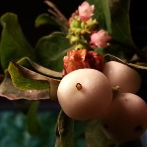  - Symphoricarpos albus subsp. albus