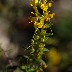 Photographie n°270258 du taxon Odontites luteus subsp. luteus