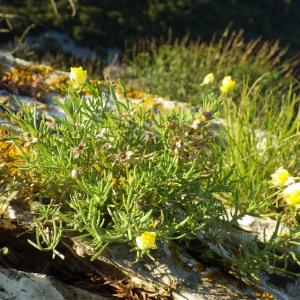 Photographie n°270330 du taxon Linaria Mill. [1754]