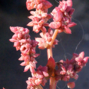 Photographie n°270349 du taxon Atriplex hastata L. [1763]