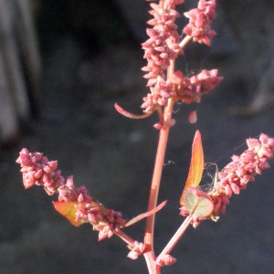 Photographie n°270350 du taxon Atriplex hastata L. [1763]