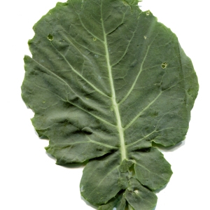 Photographie n°270359 du taxon Brassica oleracea L. [1753]