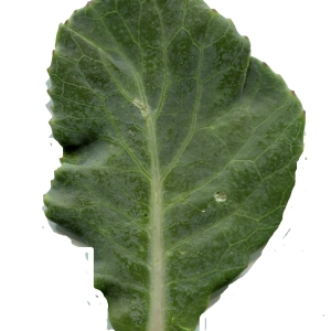 Photographie n°270360 du taxon Brassica oleracea L. [1753]