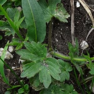 Photographie n°270389 du taxon Ranunculus montanus Willd. [1799]