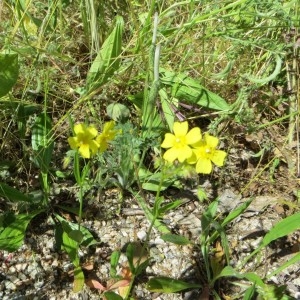 Photographie n°270391 du taxon Tuberaria guttata (L.) Fourr. [1868]