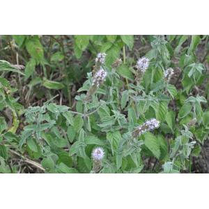 Mentha spicata L. subsp. spicata (Menthe en épi)