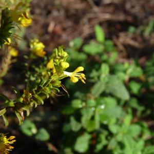 Photographie n°270427 du taxon Odontites luteus subsp. luteus