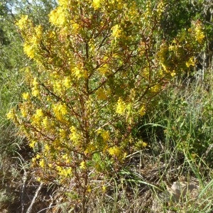 Photographie n°270436 du taxon Odontites luteus subsp. luteus