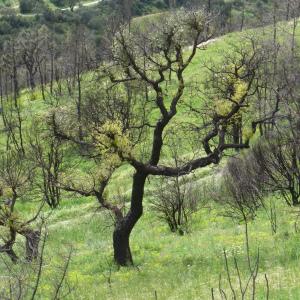 Photographie n°270468 du taxon Quercus suber L. [1753]