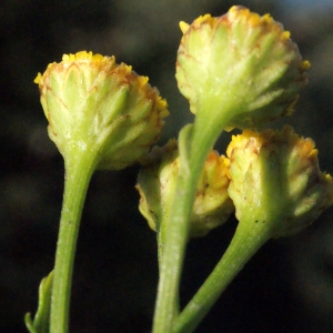 Photographie n°270489 du taxon Tanacetum vulgare L. [1753]