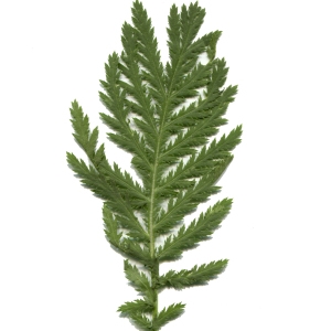 Photographie n°270490 du taxon Tanacetum vulgare L. [1753]