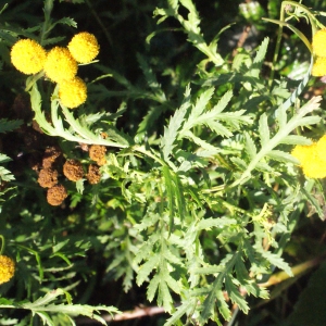 Photographie n°270492 du taxon Tanacetum vulgare L. [1753]