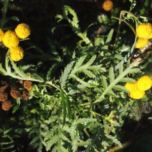 Photographie n°270493 du taxon Tanacetum vulgare L. [1753]