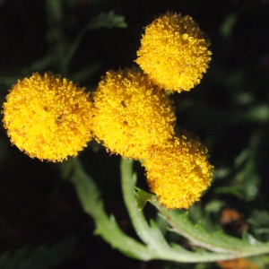 Photographie n°270494 du taxon Tanacetum vulgare L. [1753]